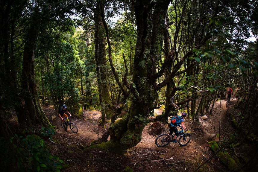 Riders on a mountain bike trail through a forest.