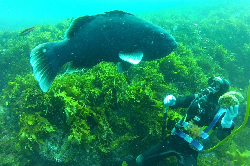 Marc Payne scuba diving next to a large fish.
