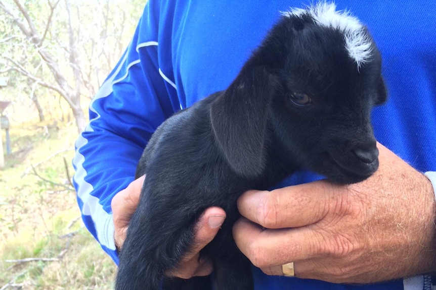 A feral baby goat found on Great Keppel Island