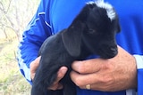 A feral baby goat found on Great Keppel Island
