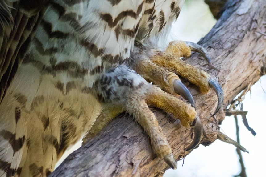 Powerful owl talons close up