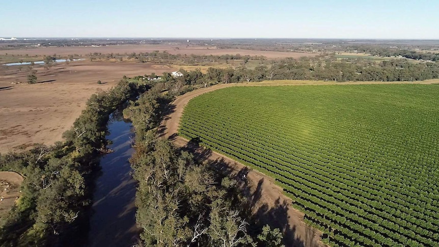 A river runs besides green crops.