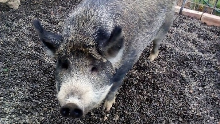 A large black pig in a muddy pen.