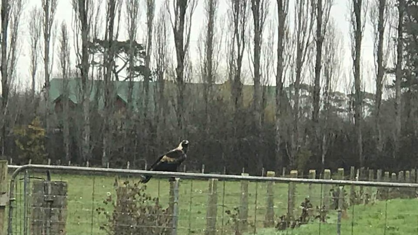 An eagle sitting on a gate at the Hagley farm school.