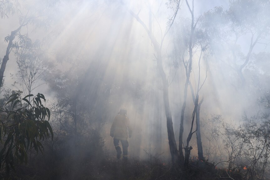 A firefighter walks through a wall of smoke as New South Wales Rural Fire Service personnel conduct a controlled burn