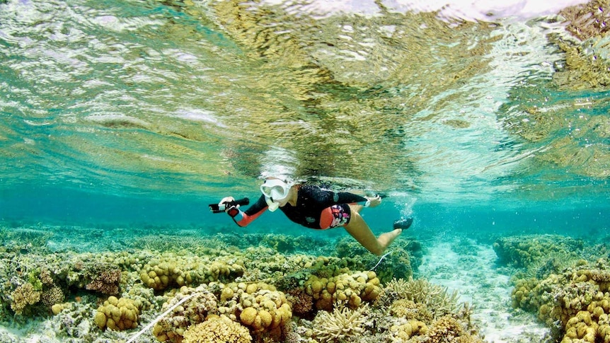 An underwater image of a woman wearing a snorkel mask and holding a camera swimming above bleached coral.