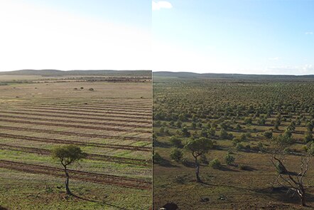Before and after trees were planted at the nursery in the Great Southern.
