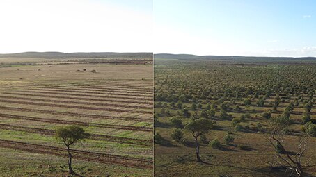 Before and after trees were planted at the nursery in the Great Southern.