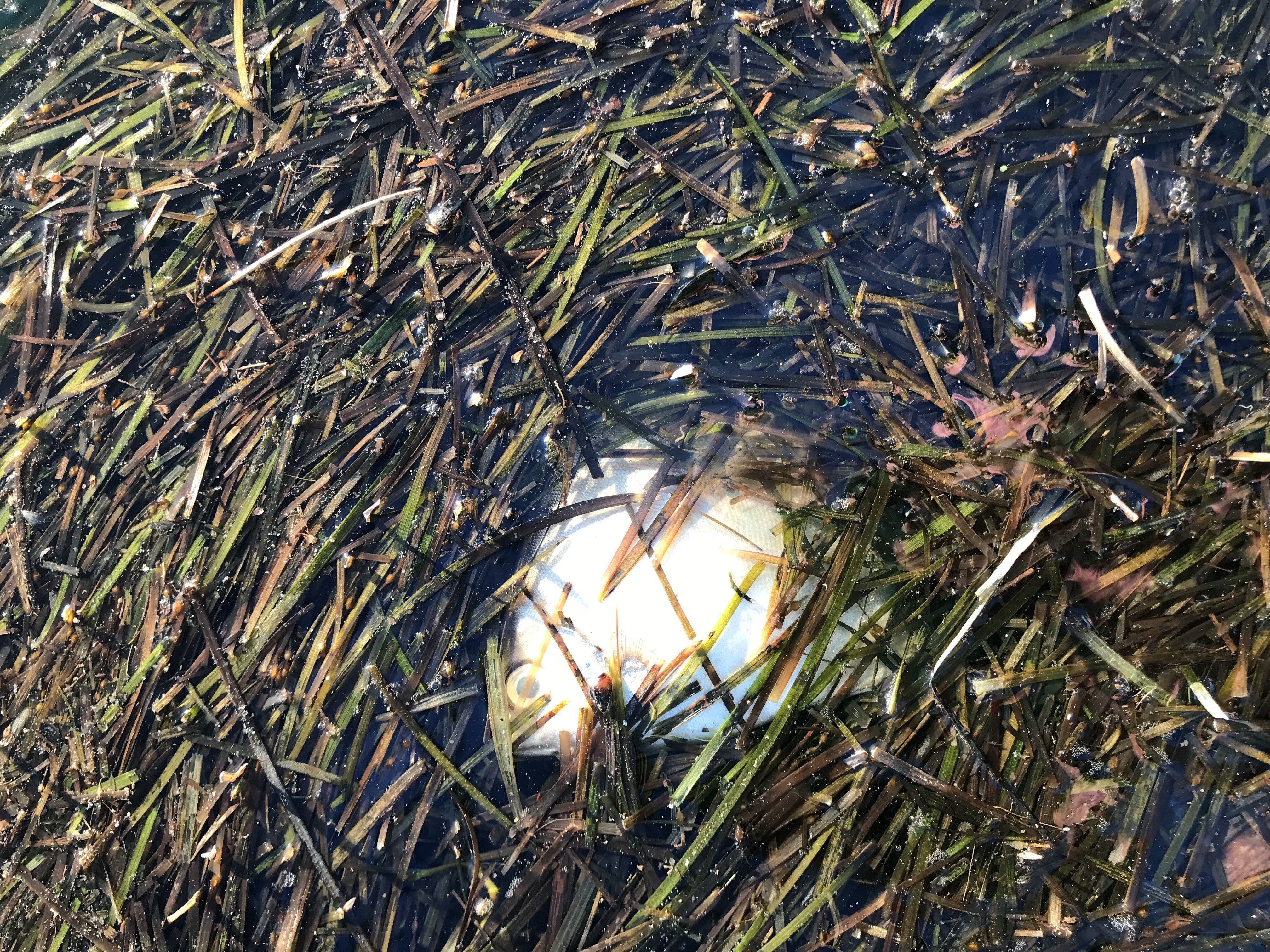 Small white fish with yellow eye lays dead under floating grass