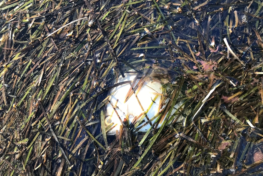 Small white fish with yellow eye lays dead under floating grass