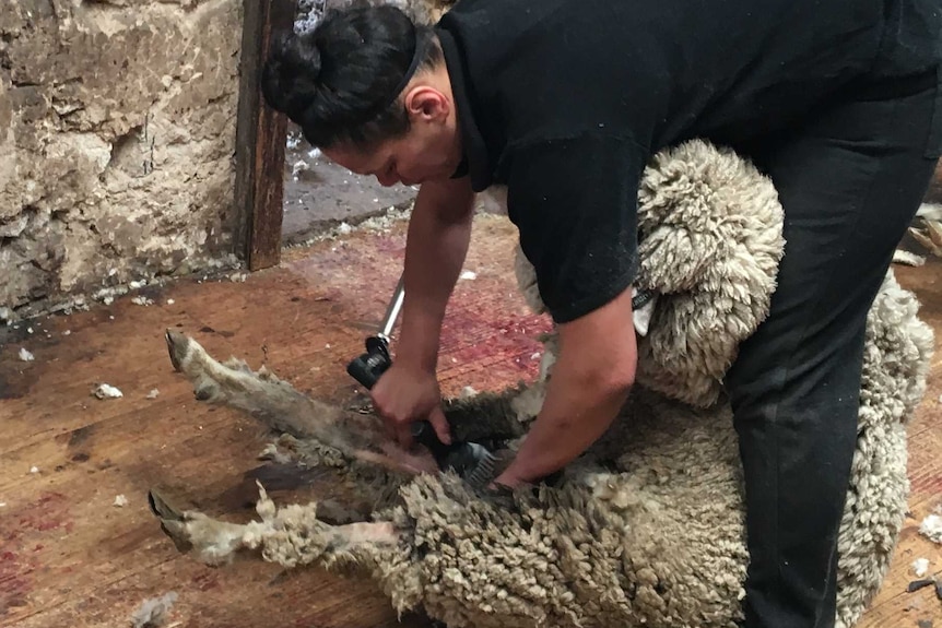 A woman bends over shearing a sheep in her grip