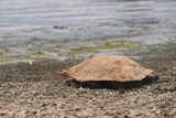 A brown shelled turtle pokes its head out on the muddy shoreline of a lake.