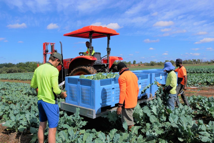 workers in the field picking broccoli and placing it in a large, blue bin on the back of a tractor