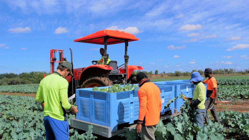 workers in the field picking broccoli and placing it in a large, blue bin on the back of a tractor