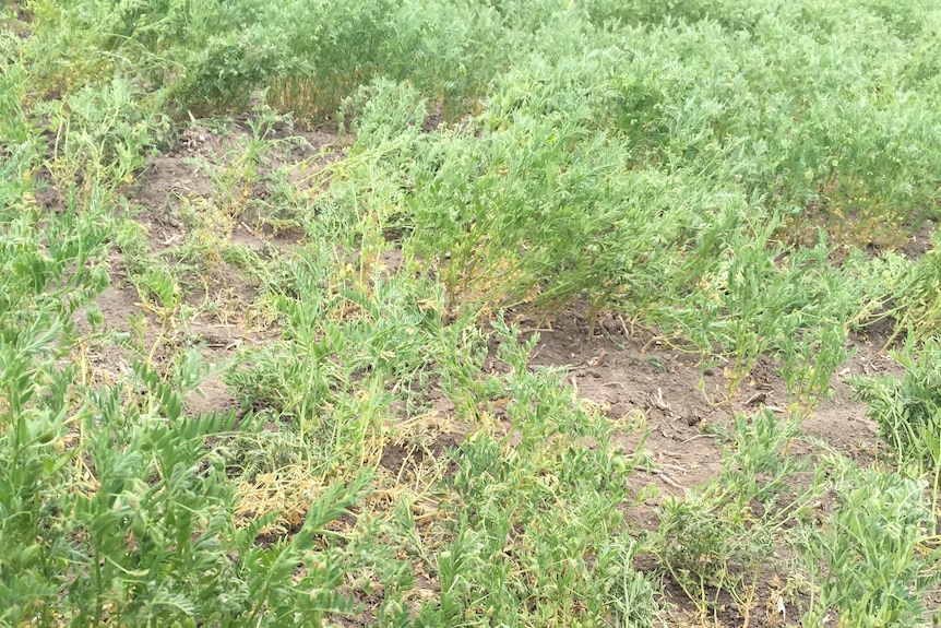 Failed lentil crop in drought-affected Victoria.