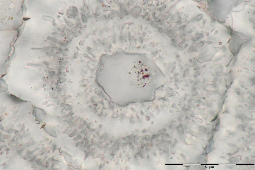 Carbonate structures from Nuvvuagittuq Supracrustal Belt in Québec, Canada