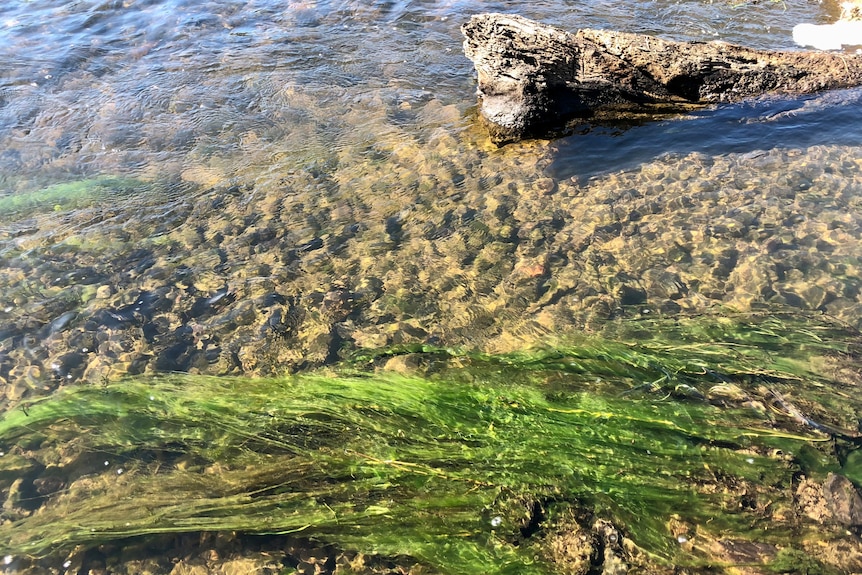 Green water weeds photographed in the river.