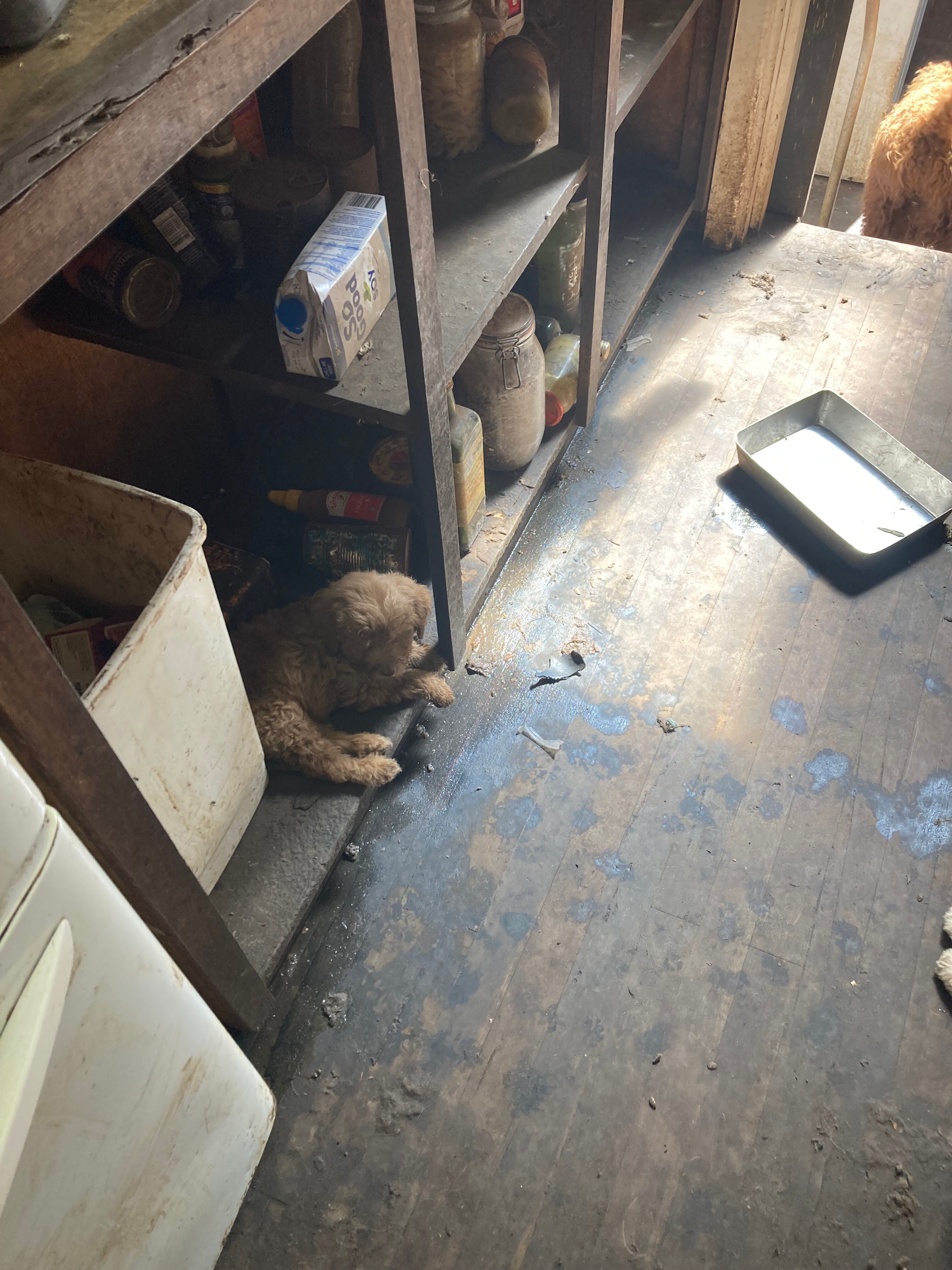 Image of a puppy in a dingy room strewn with rubbish.