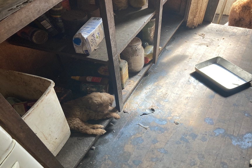 Image of a puppy in a dingy room strewn with rubbish.