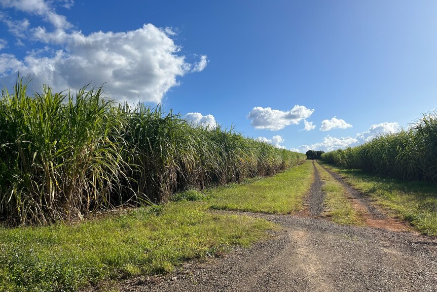A field of tall sugarcane. 