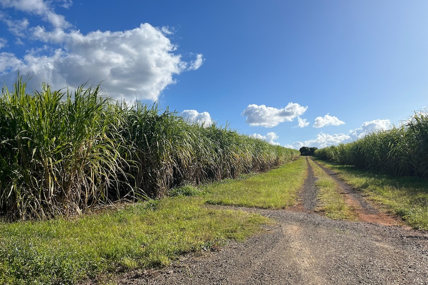 A field of tall sugarcane. 