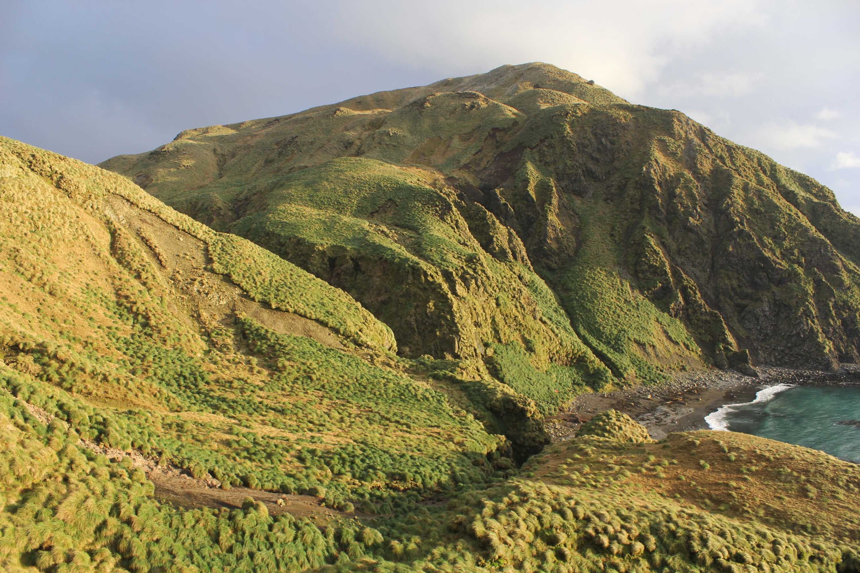 The barren but deep green mountainous landscape of Macquarie Island from a mountain peak