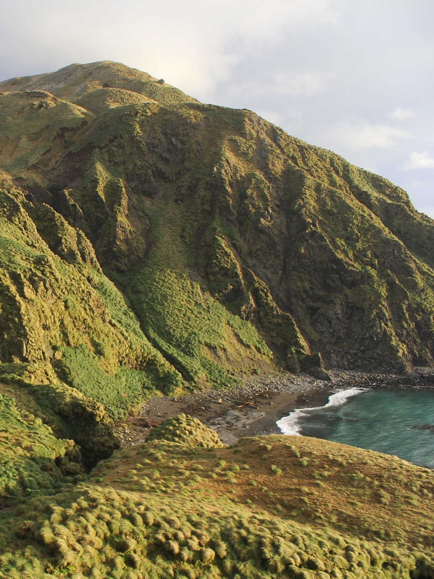 The barren but deep green mountainous landscape of Macquarie Island from a mountain peak