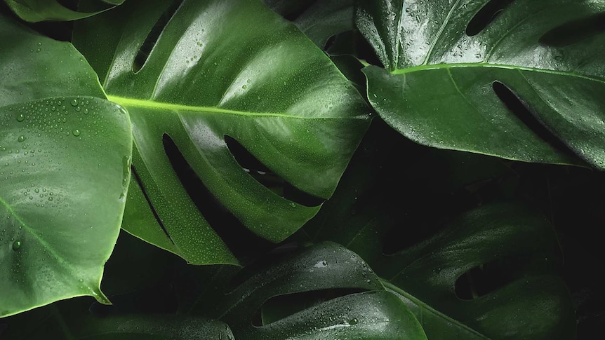 Lush large monstera deliciosa plant with water droplets.