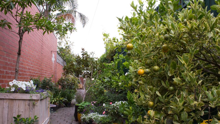 Fruit trees and flowering plants line a cobbled laneway in an urban sertting.