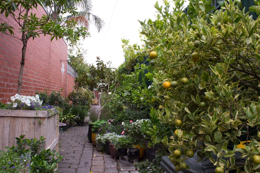 Fruit trees and flowering plants line a cobbled laneway in an urban sertting.