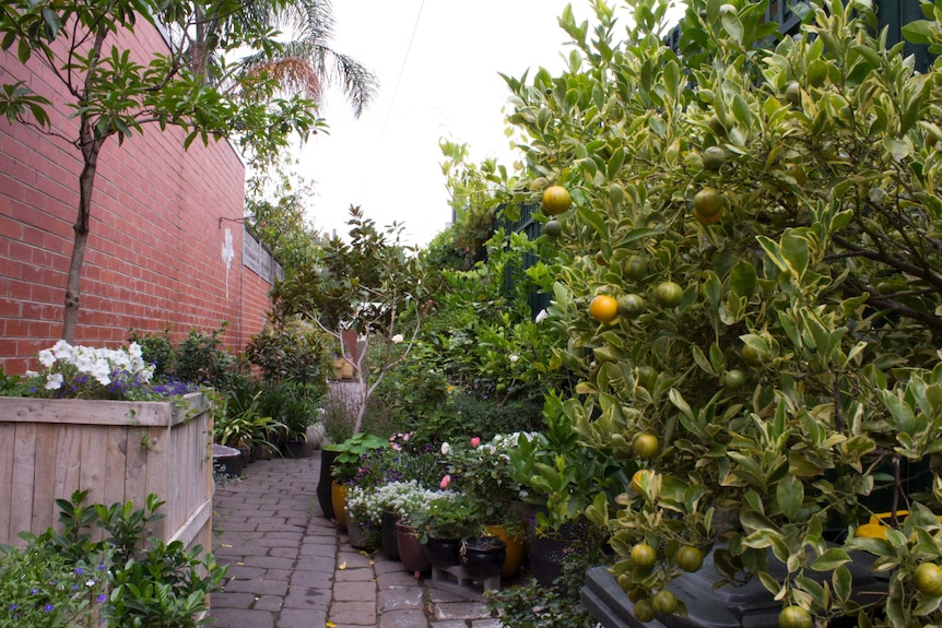 Fruit and flowers in Carlton North laneway garden