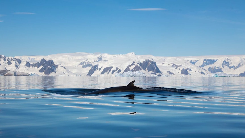 Minke whale surfacing off the coast.