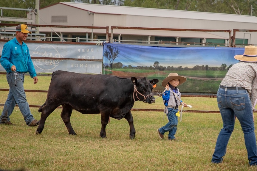 Tiny boy leading cattle taller than him, two adults with him, one in front one behind.