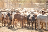 Young cattle lined up in a dusty feedlot
