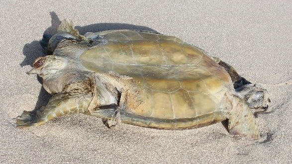 a turtle carcass on the sand.