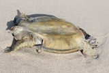 Green sea turtle carcass