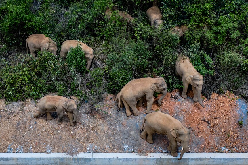A herd of elephants walking through bushes on the side of a road
