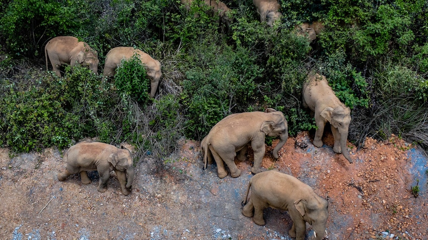 O turmă de elefanți care se plimbau prin tufișul de pe marginea drumului