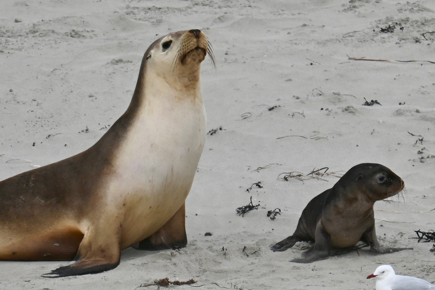 Breaking: H5 bird flu found in four sea lions, including a pup, on SA islands