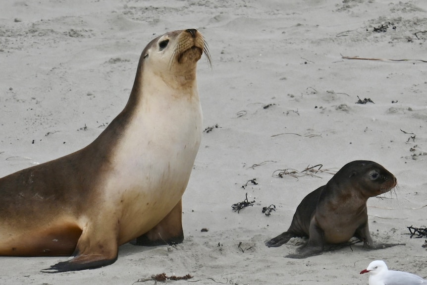 A sea lion mother on the sand next to its small brown pup
