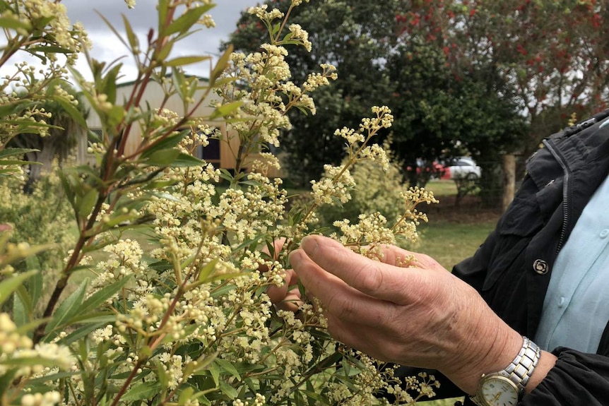 Pat Ferguson checks on a Christmas bush crop.