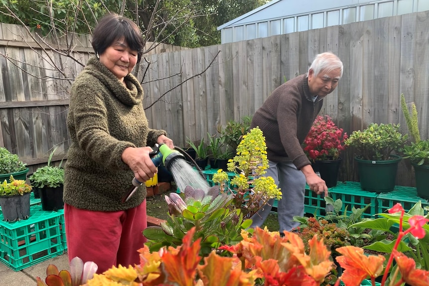 Erlinda hosing some green leafy plants in the garden while Rodolfo holds a garden hoe.