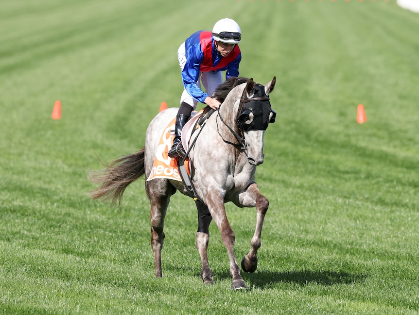 A jockey wearing red and blue silks rides a grey racehorse in a canter towards the starting point for a big race.