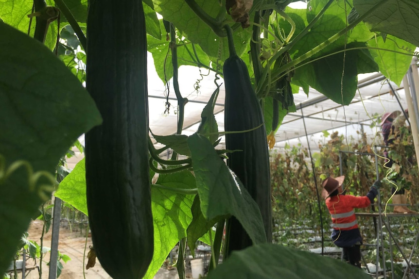 A worker harvesting cucumbers