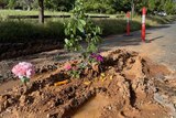 A few colourful flowers are growing out of som muddy dirt, surrounded by traffic poles to divert traffic.
