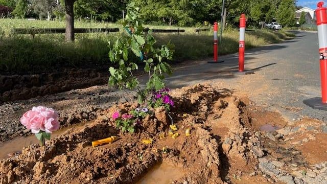 A few colourful flowers are growing out of som muddy dirt, surrounded by traffic poles to divert traffic.