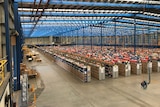 Rows of shelves and stock site in a large warehouse owned by The Iconic.