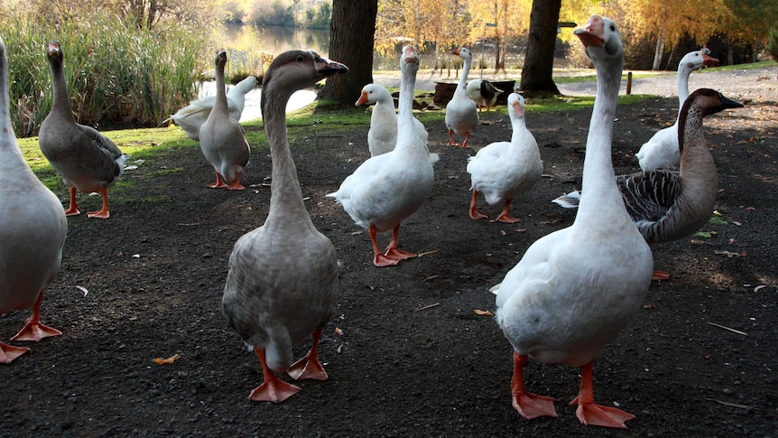 Lake Daylesford geese