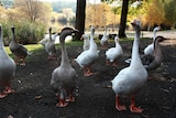 Lake Daylesford geese