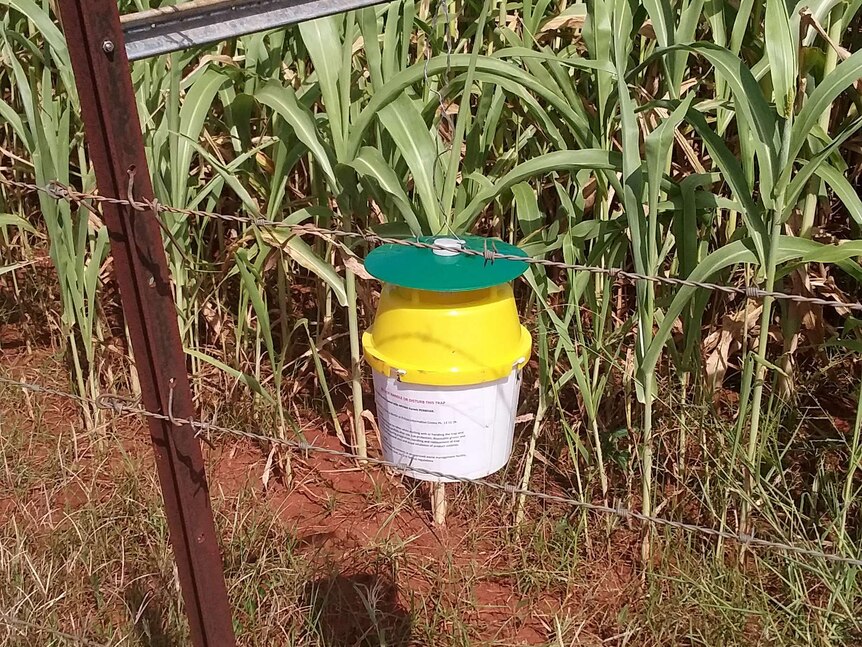 A yellow and green trap set up in a crop field.
